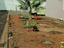 Conclusão da ampliação do Cantinho de Ervas aromáticas para uma horta biológica com mais de 50 m2